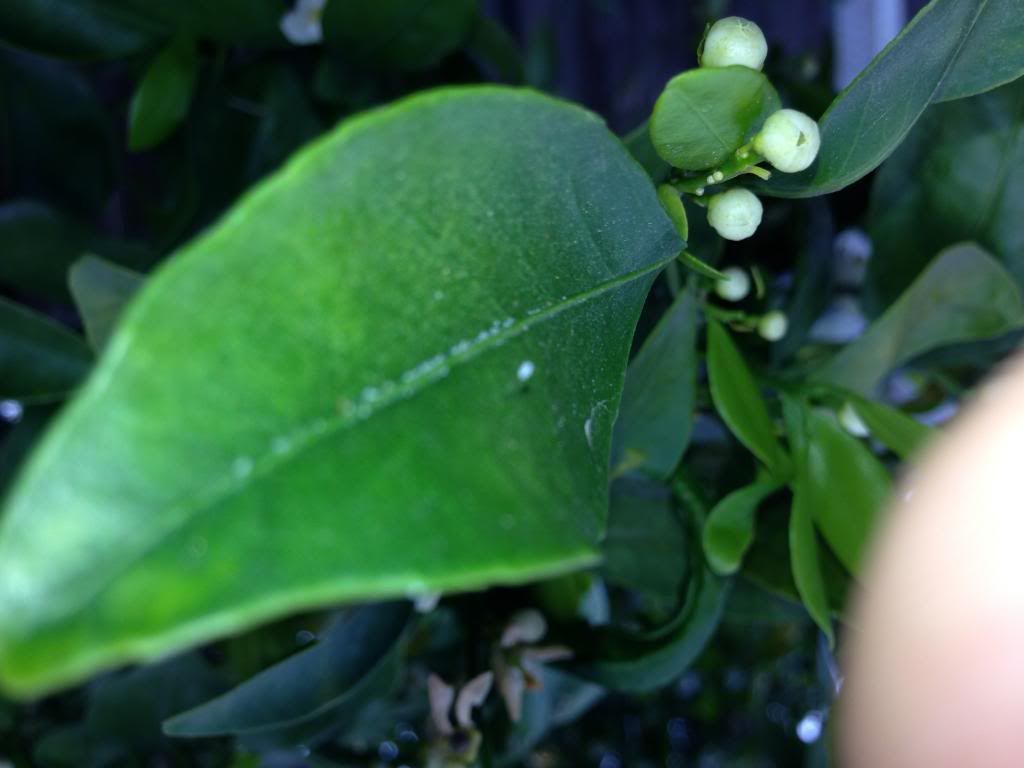  photo Picture003_zps38bf17fc.jpg